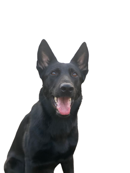 Tsuki